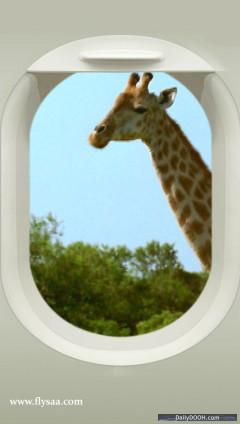 SAA Giraffe